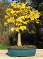 Ginkgo Biloba Bonsai